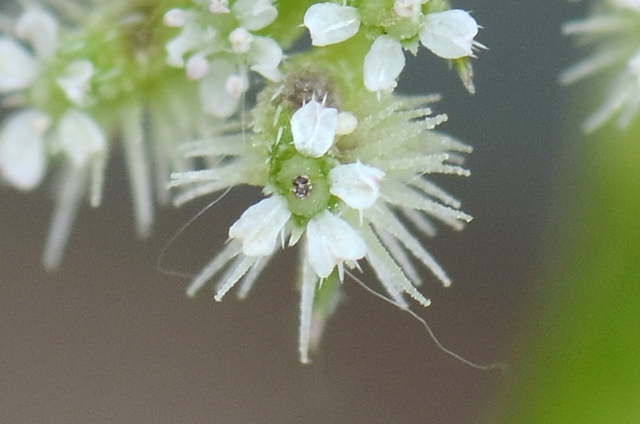 Torilis nodosa / Lappolina nodosa